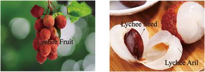 Lychee Seed as a Potential Hypoglycemic Agent, and Exploration of its Underlying Mechanisms